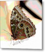 Lepidoptera Metal Print