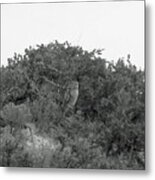 Lesser Horned Owl Metal Print