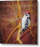 Lesser Spotted Woodpecker - Dryobates Minor Metal Print