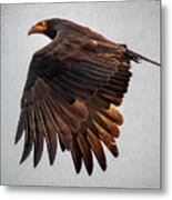 Lesser Yellow Headed Vulture Flandes Colombia Metal Print