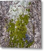 Lichen On Granite Metal Print