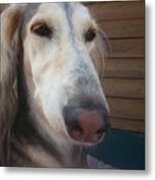 Lieve  Myrah #saluki Metal Print