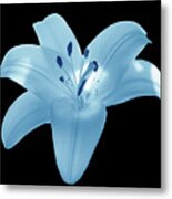 Light Blue Lily Metal Print