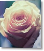 Light Pink Head Of A Rose On Blue Background Metal Print