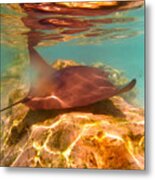 Light Ray - Stingray Swimming Metal Print