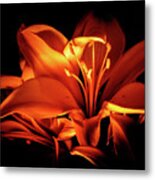 Lighted Lily Metal Print