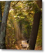 Lighting The Path Metal Print