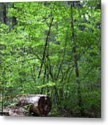 Lighting Up My World Forest Photography By Omashte Metal Print