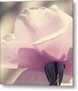 Lilac Beauty Of Rose Metal Print