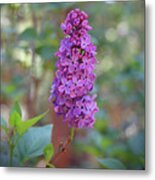 Lilac Bloom- Photography By Linda Woods Metal Print