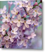 Lilac Blossom Ii Metal Print