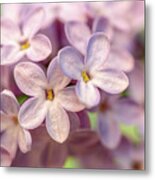 Lilac Blossom Metal Print