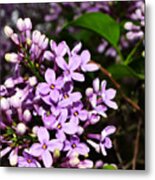 Lilac Bush In Spring Metal Print