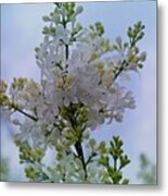 Lilac Flowers Metal Print