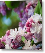 Lilacs Of Spring Metal Print