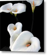 Lilies Metal Print