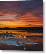 Lillies And The Sunset Metal Print
