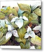 Lillies Metal Print