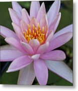 Lilly In Pink Metal Print