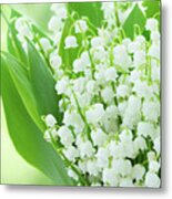 Lilly Of The Valley Flowers Close Up Metal Print