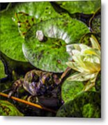 Lily And The Frog Metal Print