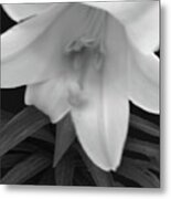 Lily Dawn Metal Print