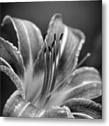 Lily In Black And White Metal Print