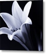 Lily In Black And White Metal Print