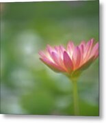 Lily In Pond Metal Print