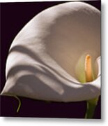 Lily In Shadows Metal Print