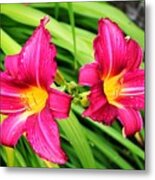 Lily Metal Print