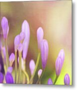 Lily Of The Nile Buds In Summer Metal Print