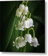 Lily Of The Valley Bouquet Metal Print