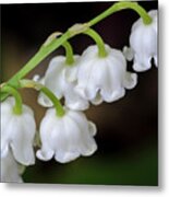 Lily Of The Valley Flowers Metal Print