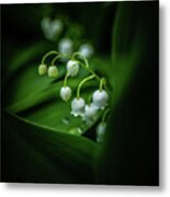 Lily Of The Valley Metal Print
