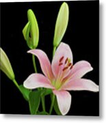 Lily The Pink Metal Print