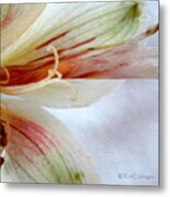 Lily With Texture Metal Print