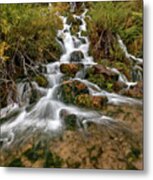 Lime Spring Metal Print