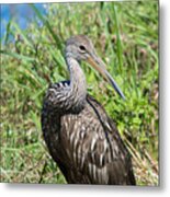 Limpkin Metal Print