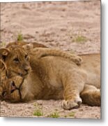 Lion Cub Hugs Mother Metal Print