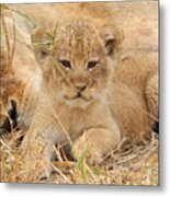 Lion Cub With Mom Watching Metal Print