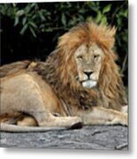 Lion Resting On The Rocks In Africa Metal Print