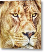 Lion Is The King Of The Jungle Metal Print