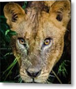 Lioness 3 Metal Print