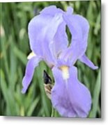 Lissy Iris Metal Print