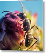 Little Ant On The Flower Metal Print