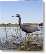 Little Blue Heron Egretta Caerulea Metal Print