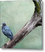 Little Blue Heron On Green Metal Print