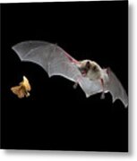 Little Brown Bat Hunting Moth Metal Print
