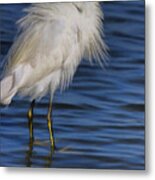 Little Egret In Port Orange Metal Print